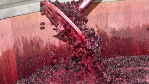 Vino e Solfiti